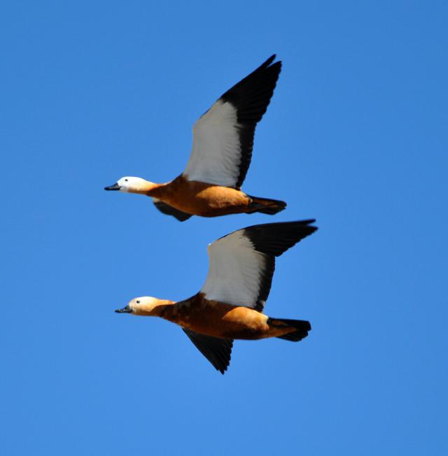 ruddy shelduck flying